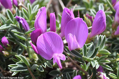 Onobrychis cornuta  Geotagged,Onobrychis cornuta,Spring