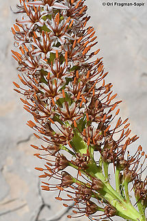 Eremurus libanoticus  Eremurus libanoticus,Geotagged,Spring