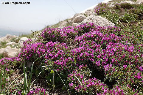 Onobrychis cornuta  Geotagged,Onobrychis cornuta,Spring