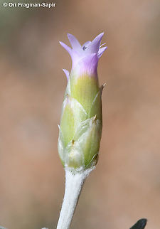 Chardinia orientalis  Chardinia,Chardinia orientalis,Geotagged,Spring