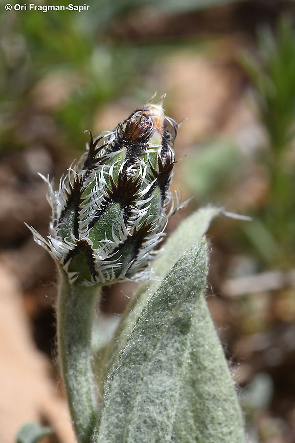 Centaurea triumfettii  Centaurea triumfettii,Geotagged,Spring