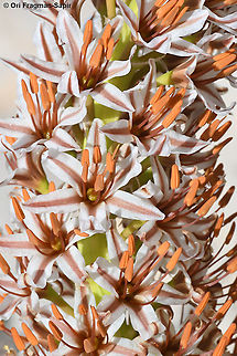 Eremurus libanoticus