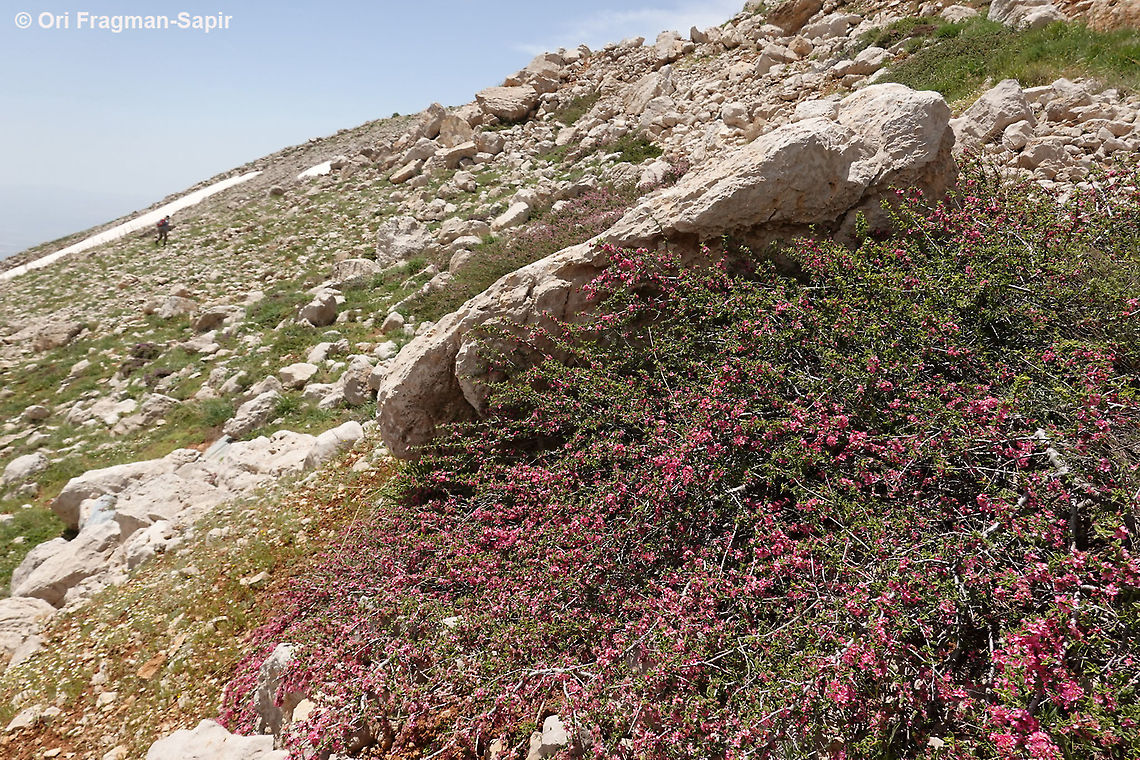 Prunus prostrata  Geotagged,Mountain Cherry,Prunus prostrata,Spring