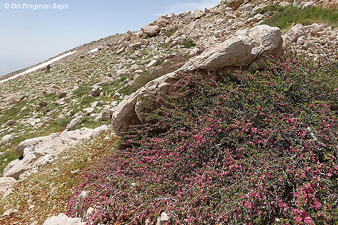 Prunus prostrata  Geotagged,Mountain Cherry,Prunus prostrata,Spring