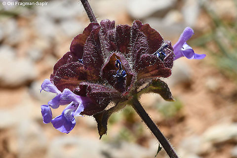 Salvia multicaulis  Geotagged,Salvia multicaulis,Spring