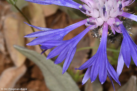 Centaurea triumfettii  Centaurea triumfettii,Geotagged,Spring