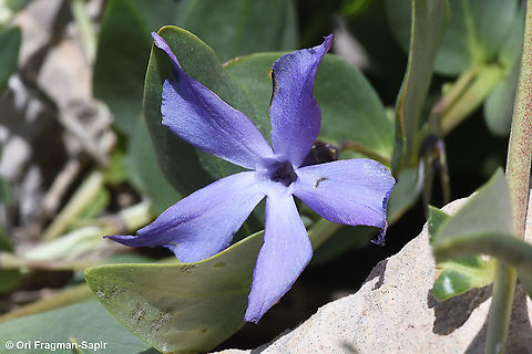 Vinca herbacea  Geotagged,Herbaceous periwinkle,Spring,Vinca herbacea