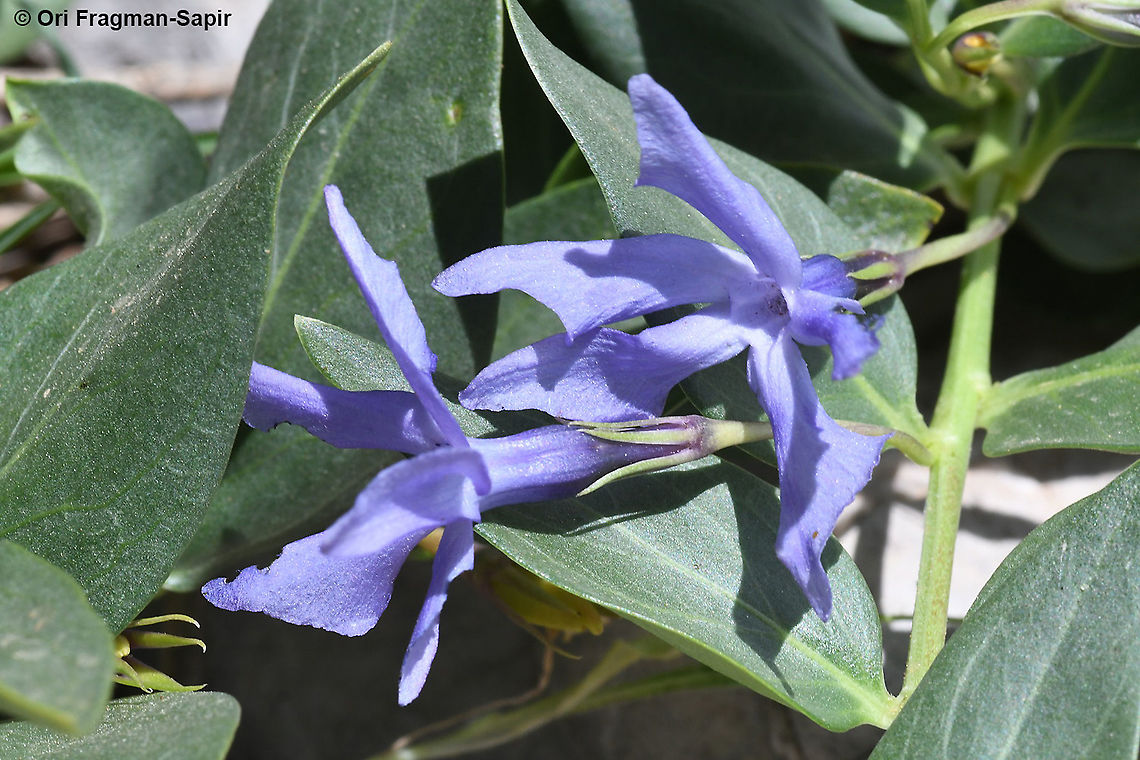 Vinca herbacea  Geotagged,Herbaceous periwinkle,Spring,Vinca herbacea