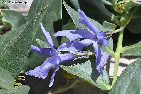 Vinca herbacea  Geotagged,Herbaceous periwinkle,Spring,Vinca herbacea