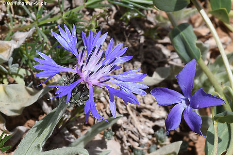 Centaurea triumfettii and Vinca herbacea  Centaurea triumfettii,Geotagged,Spring