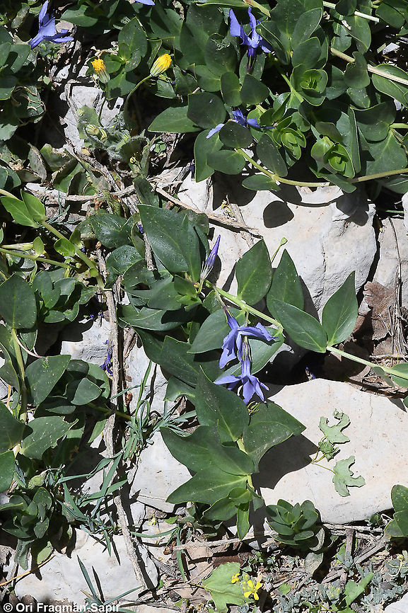 Vinca herbacea  Geotagged,Herbaceous periwinkle,Spring,Vinca herbacea