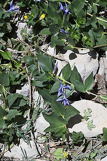 Vinca herbacea  Geotagged,Herbaceous periwinkle,Spring,Vinca herbacea
