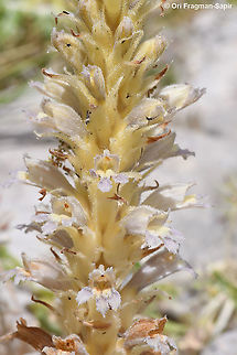 Phelipanche schultzii  Geotagged,Phelipanche schultzii,Spring