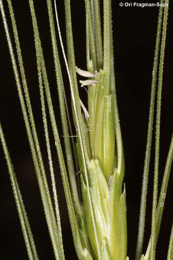 Triticum dicoccoides Wild wheat flower Emmer wheat,Geotagged,Spring,Triticum dicoccum