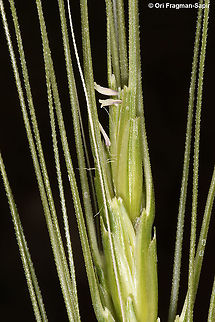 Triticum dicoccoides Wild wheat flower Emmer wheat,Geotagged,Spring,Triticum dicoccum
