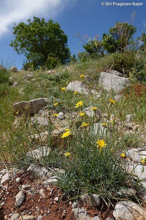 Scorzonera alpigena  Geotagged,Scorzonera alpigena,Spring