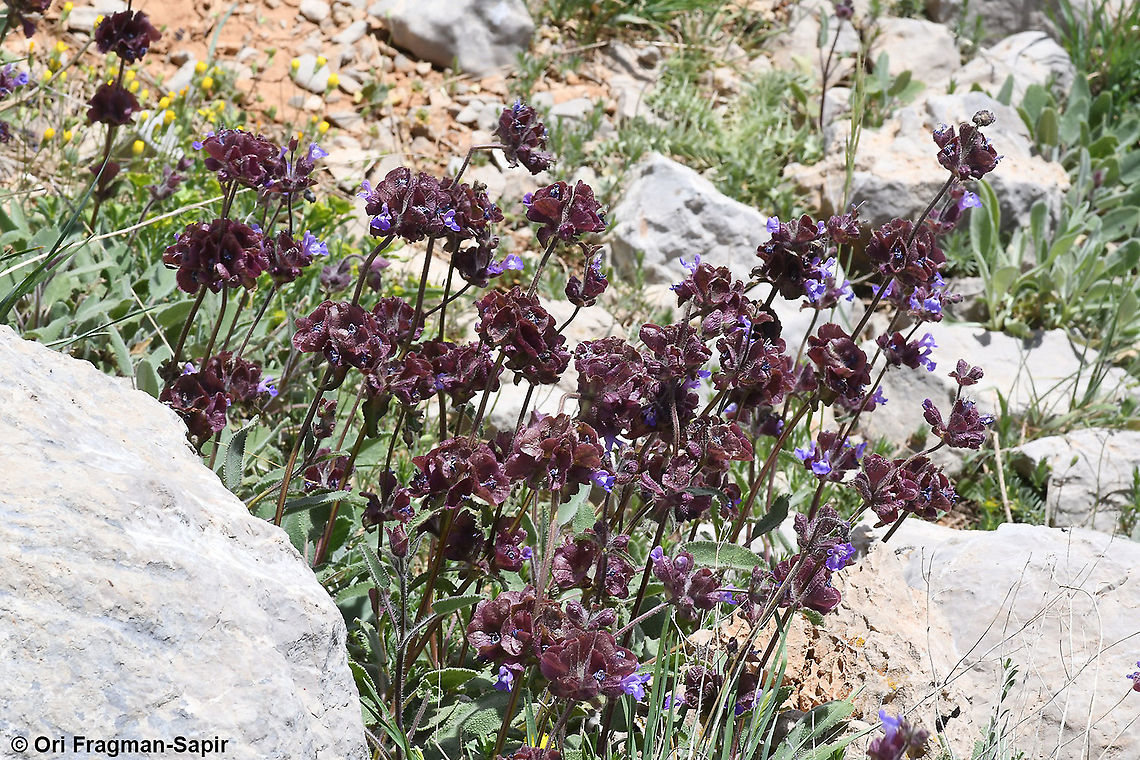Salvia multicaulis  Geotagged,Salvia multicaulis,Spring