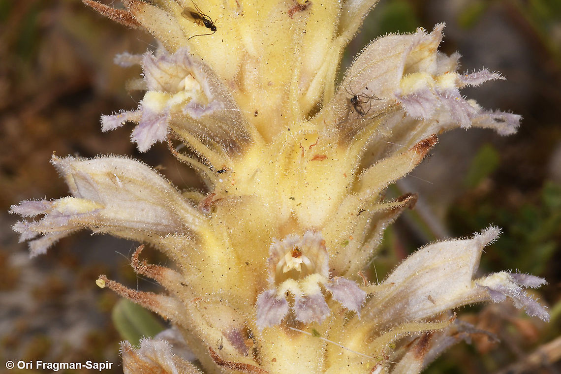 Phelipanche schultzii  Geotagged,Phelipanche schultzii,Spring