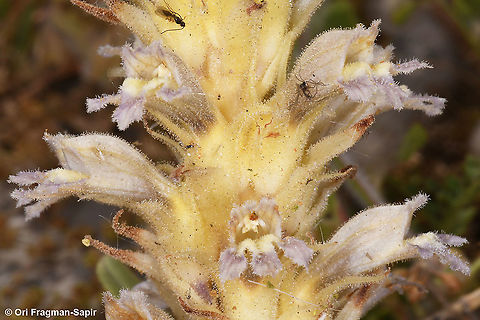 Phelipanche schultzii  Geotagged,Phelipanche schultzii,Spring