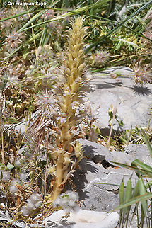 Phelipanche schultzii  Geotagged,Phelipanche schultzii,Spring