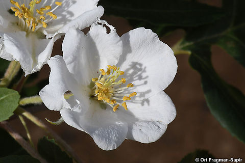 Eriolobus trilobatus  Eriolobus trilobatus,Geotagged,Spring