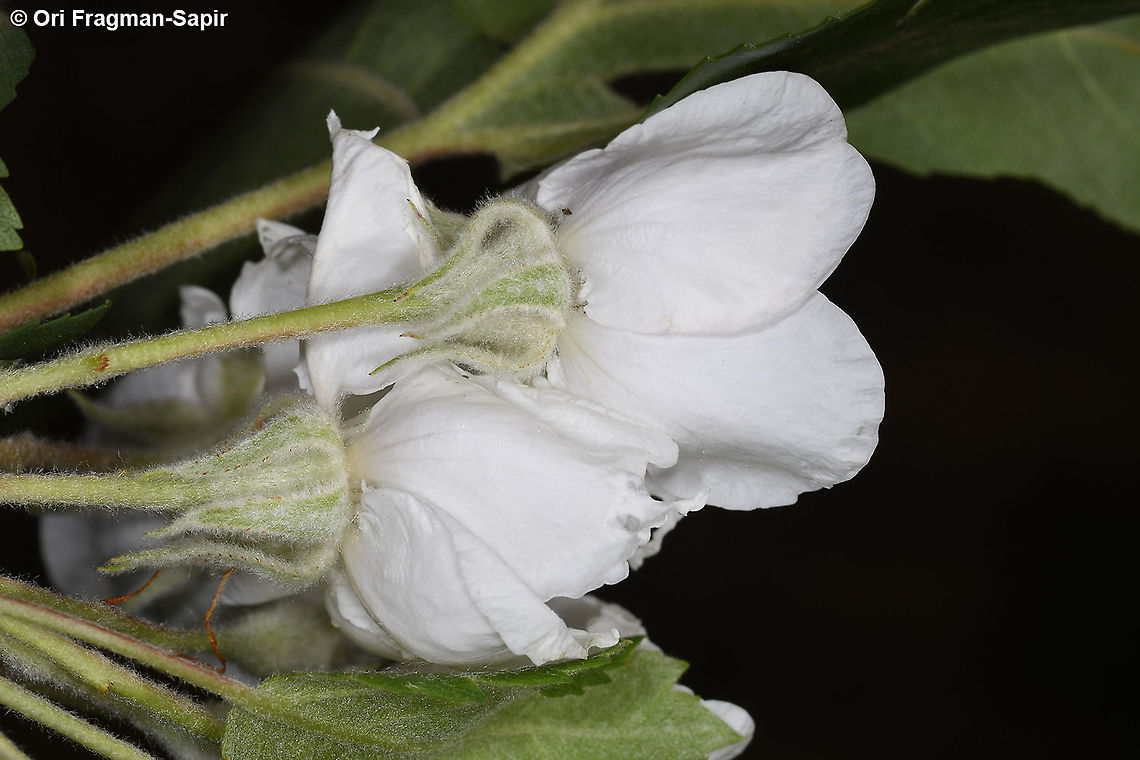 Eriolobus trilobatus  Eriolobus trilobatus,Geotagged,Spring