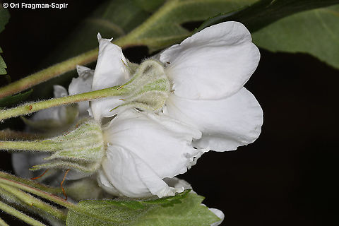 Eriolobus trilobatus  Eriolobus trilobatus,Geotagged,Spring
