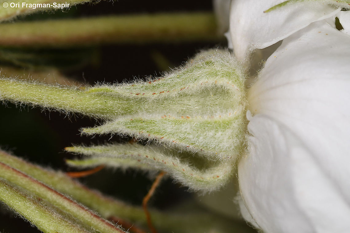 Eriolobus trilobatus  Eriolobus trilobatus,Geotagged,Spring
