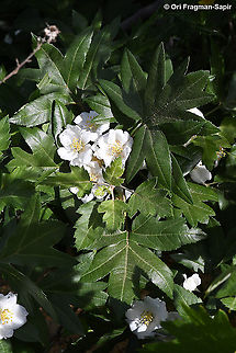 Eriolobus trilobatus  Eriolobus trilobatus,Geotagged,Spring
