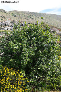 Eriolobus trilobatus  Eriolobus trilobatus,Geotagged,Spring