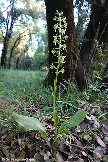 Platanthera holmboei  Geotagged,Platanthera holmboei,Spring