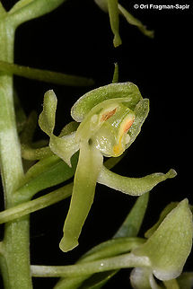 Platanthera holmboei