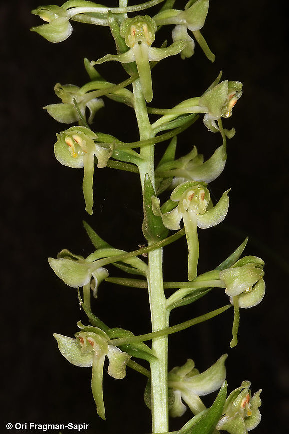 Platanthera holmboei  Geotagged,Platanthera holmboei,Spring