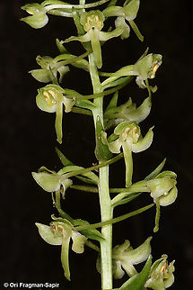 Platanthera holmboei  Geotagged,Platanthera holmboei,Spring