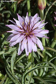 Scorzonera phaeopappa