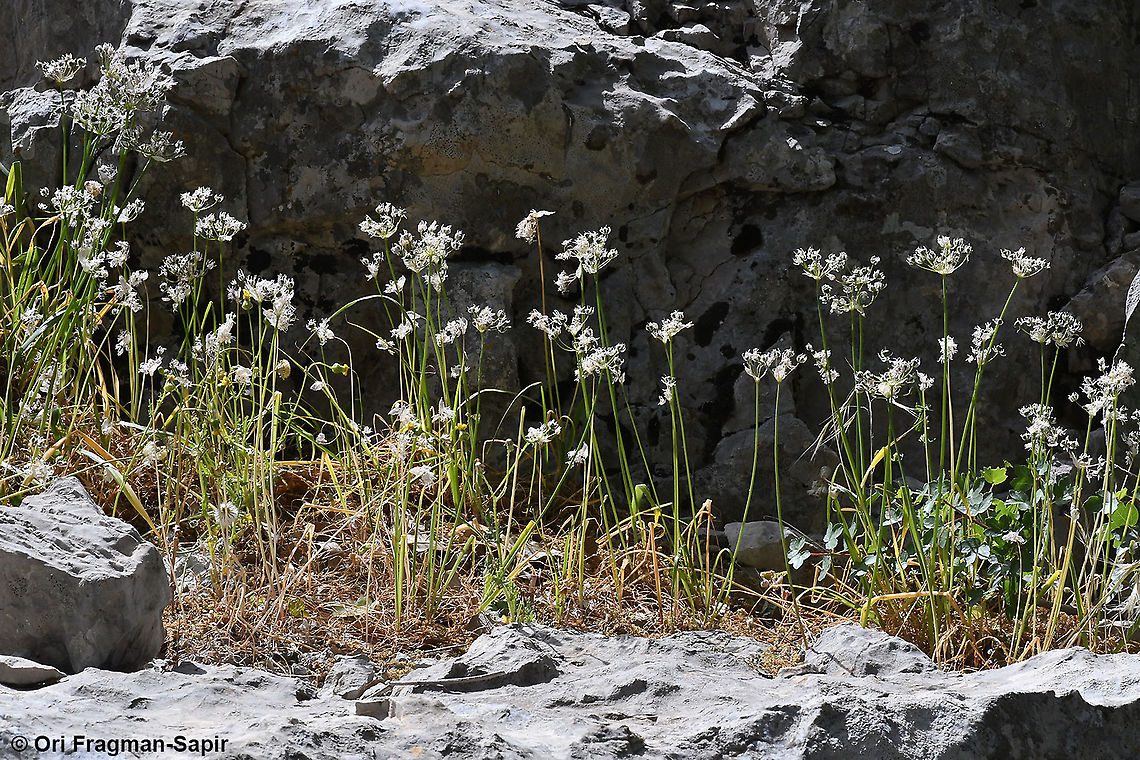 Allium trifoliatum ssp hirsutum  Allium trifoliatum,Geotagged,Pink garlic,Spring