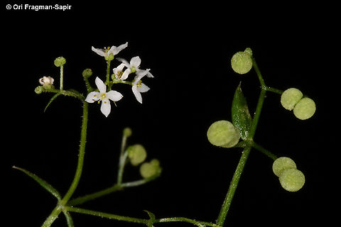 Galium samuelssonii  Galium samuelssonii,Geotagged,Spring