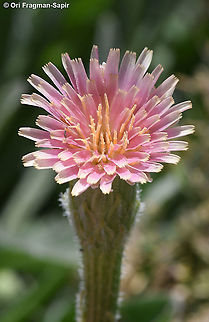 Leontodon asperrimus  Leontodon asperrimus