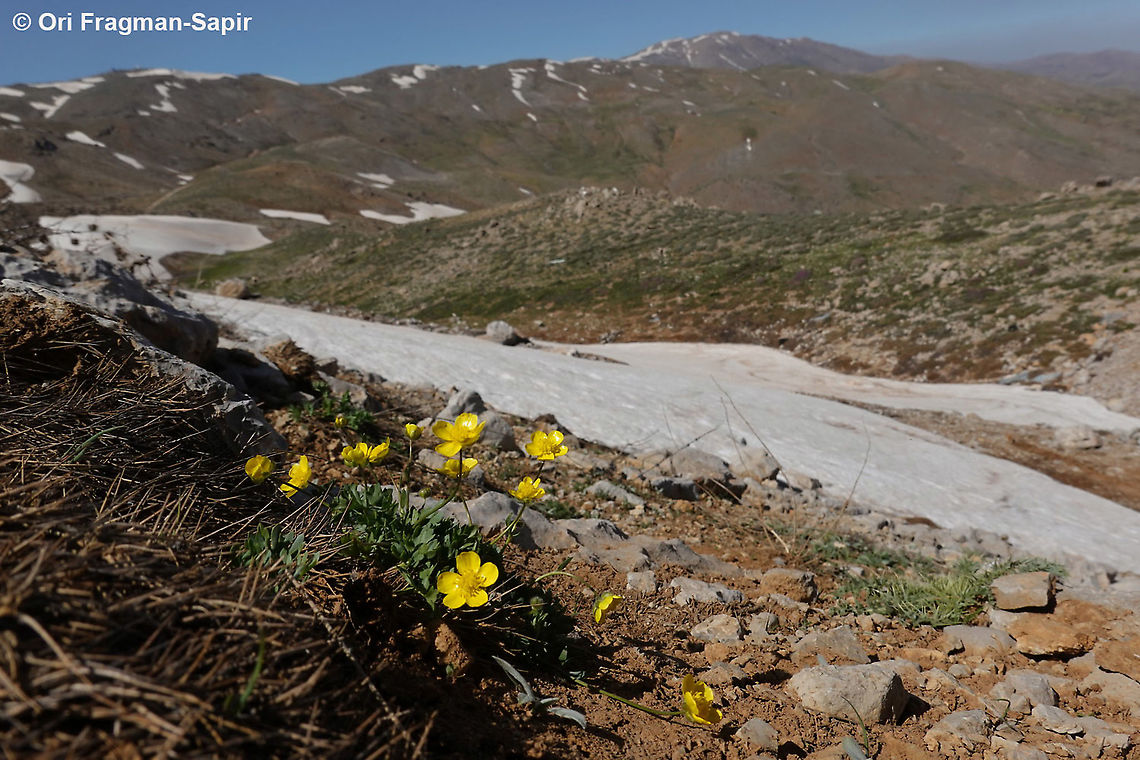 Ranunculus demissus  Geotagged,Ranunculus demissus,Snow Buttercup,Spring