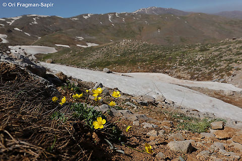 Ranunculus demissus  Geotagged,Ranunculus demissus,Snow Buttercup,Spring