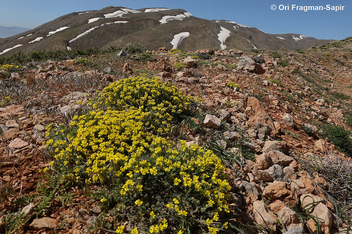 Alyssum baumgartnerianum  Alyssum baumgartnerianum,Geotagged,Spring