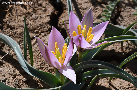 Tulipa aucheriana  Geotagged,Spring,Tulipa humilis