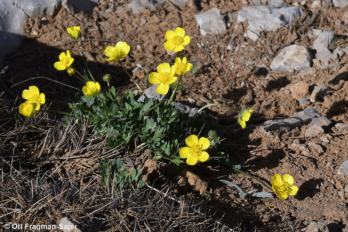 Ranunculus demissus  Geotagged,Ranunculus demissus,Snow Buttercup,Spring