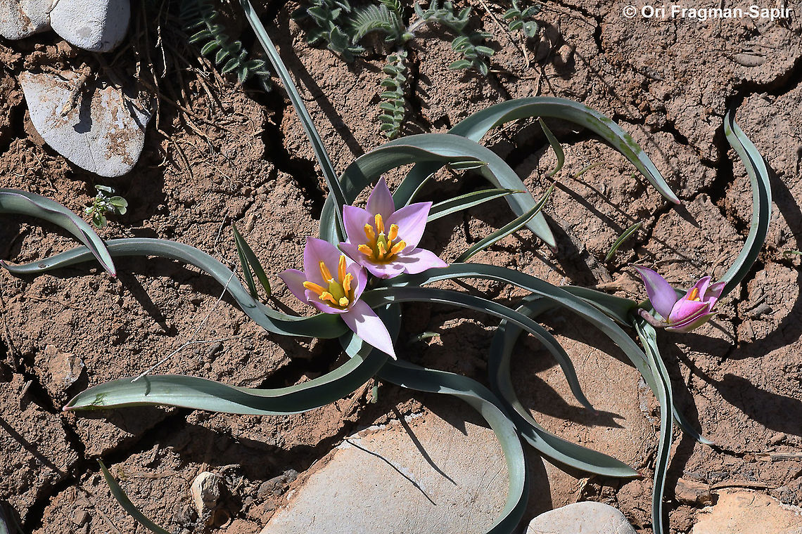 Tulipa aucheriana  Geotagged,Spring,Tulipa humilis