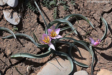 Tulipa aucheriana  Geotagged,Spring,Tulipa humilis