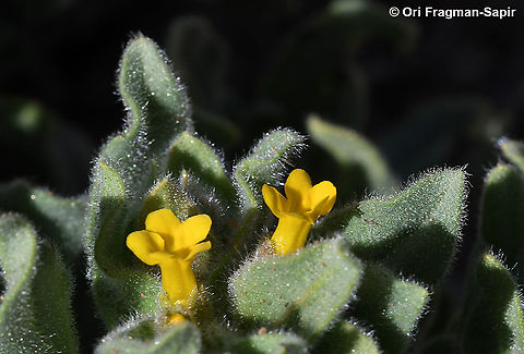 Alkanna orientalis  Alkanna orientalis,Geotagged,Spring