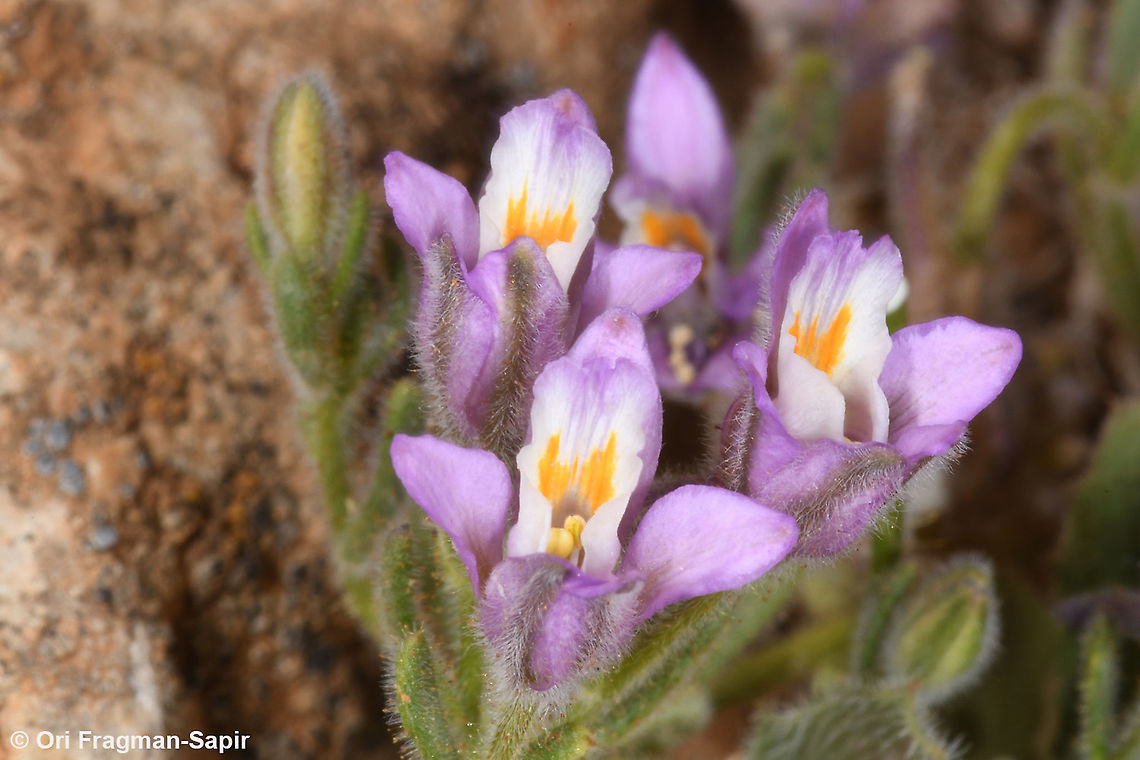 Consolida pusilla  Consolida pusilla