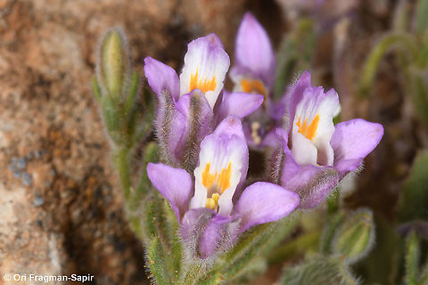 Consolida pusilla  Consolida pusilla