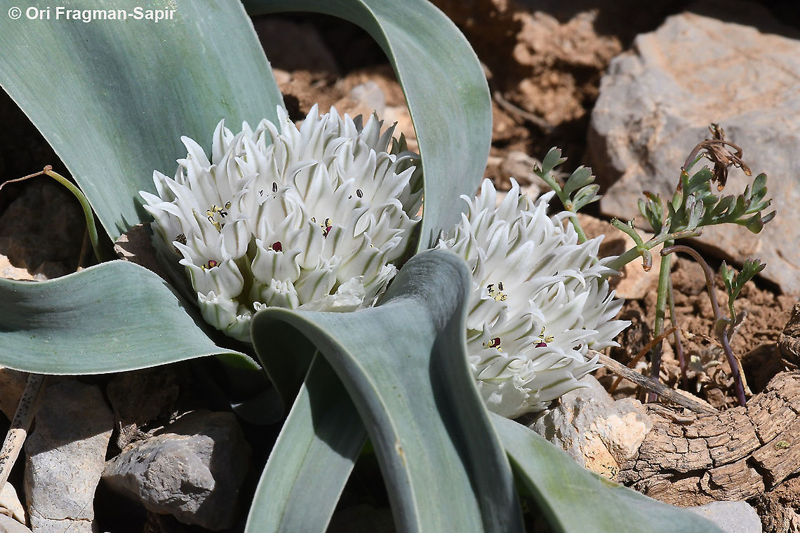 Allium libani  Allium libani,Geotagged,Lebanese garlic,Spring