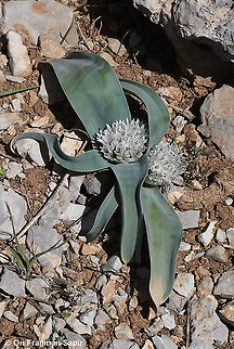Allium libani  Allium libani,Geotagged,Lebanese garlic,Spring